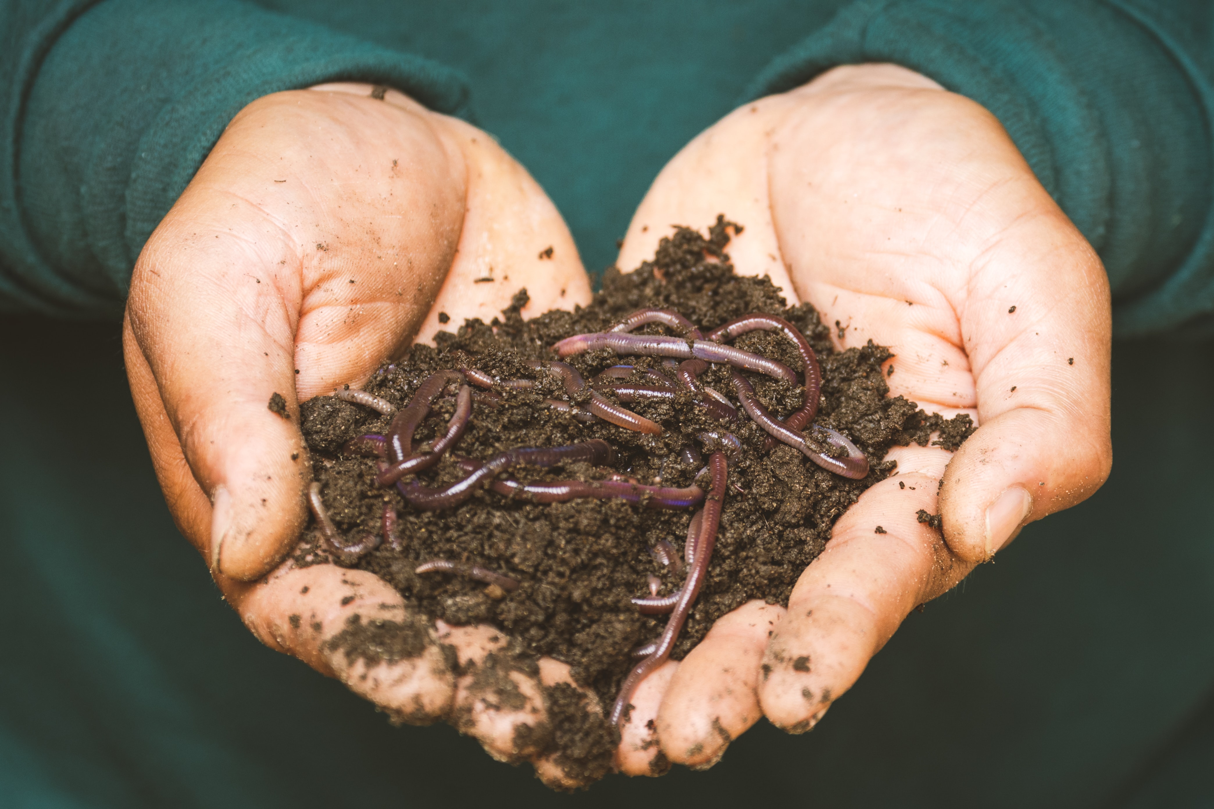 A hand full of earthworms