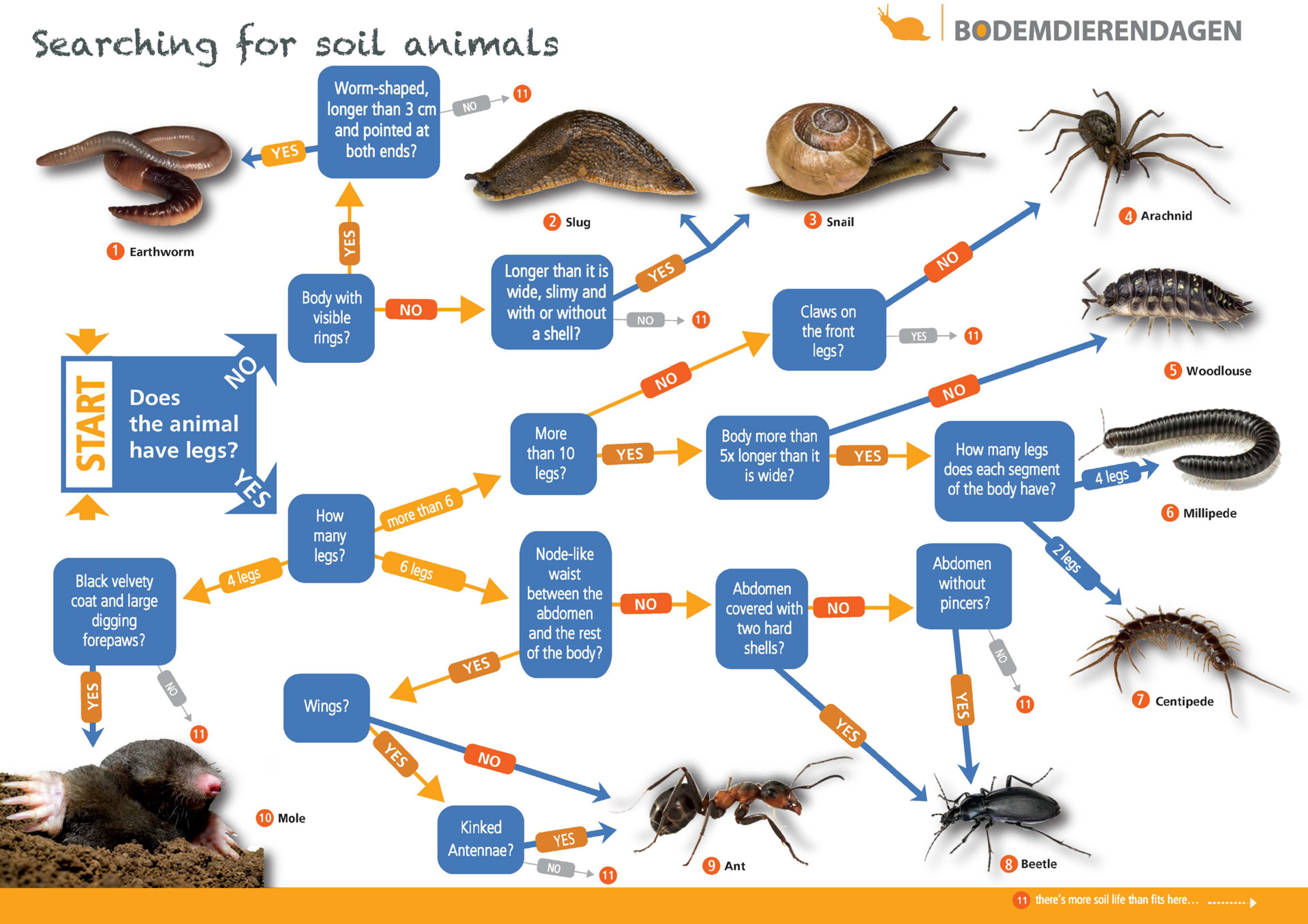 Identification aid for soil animals