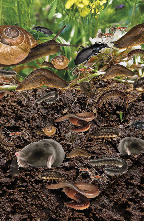 Bodemdierendagen 2026: Uit de grond van mijn hart