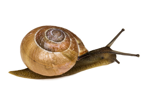 Huisjesslak