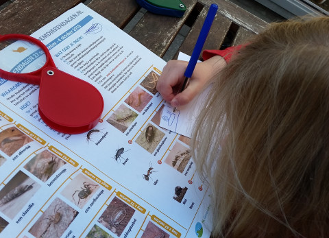 Kind tekent een bodemdier. De bodemdierenzoekkaart ligt op tafel.