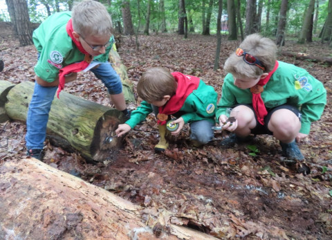 Bevers en welpen van scoutinggroep Het Twentse Ros in Almelo