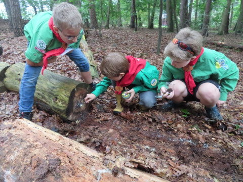 Bevers en welpen van scoutinggroep Het Twentse Ros in Almelo