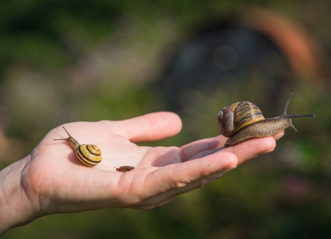 Slakken op een hand