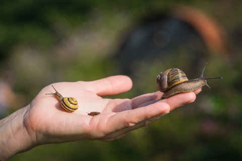Slakken op een hand