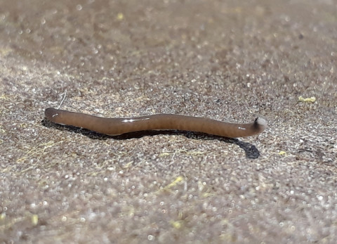 Landplatworm