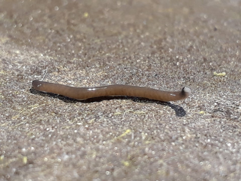 Landplatworm