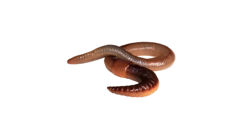 Regenworm