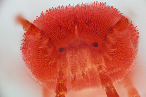 Trombidium