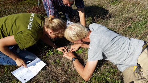 Bodemdieren zoeken op het groene dak