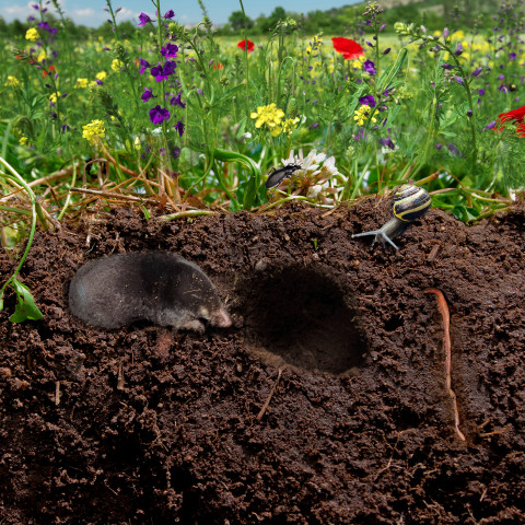 Een bloemenweide met ondergronds een aantal bodemdieren zoals mol, regenworm, kever.