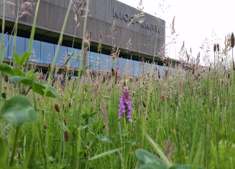 De biodiversiteit rond het NIOO-gebouw