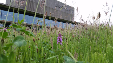 De biodiversiteit rond het NIOO-gebouw