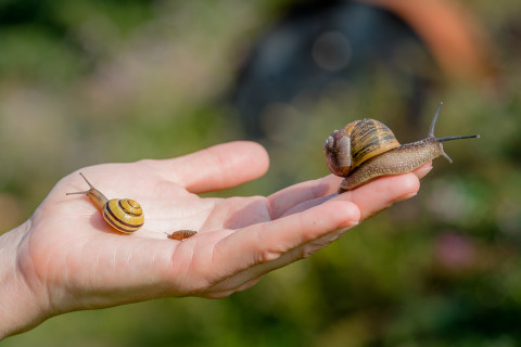 Slakken op de hand