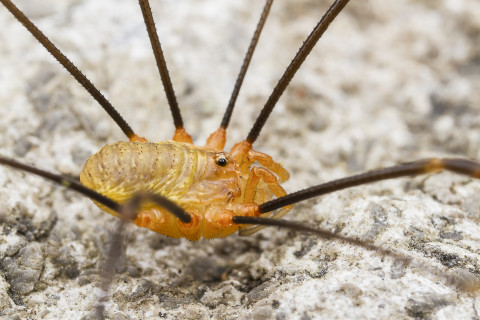 De 'rode hooiwagen' Opilio canestrinii