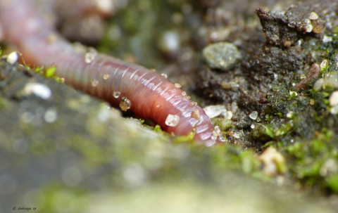 Regenworm