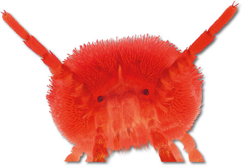 Feestbeest Bodemdierendagen