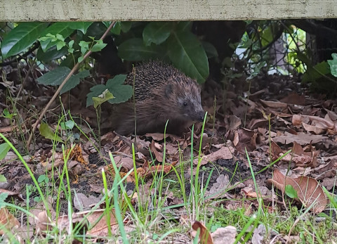 Egel in tuin