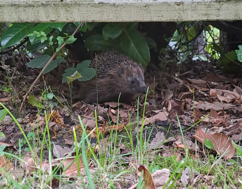 Egel in tuin