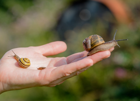 Hand met twee huisjesslakken erop