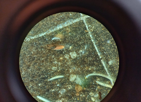 Bodemdierenmonster onder de microscoop
