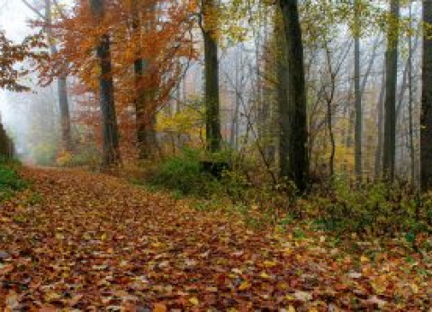 Herfst in het bos