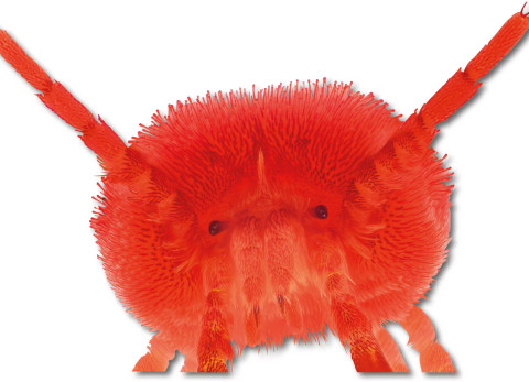 Feestbeest: de fluweelmijt