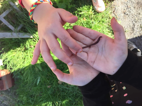 Samen bodemdieren zoeken: regenworm op de hand