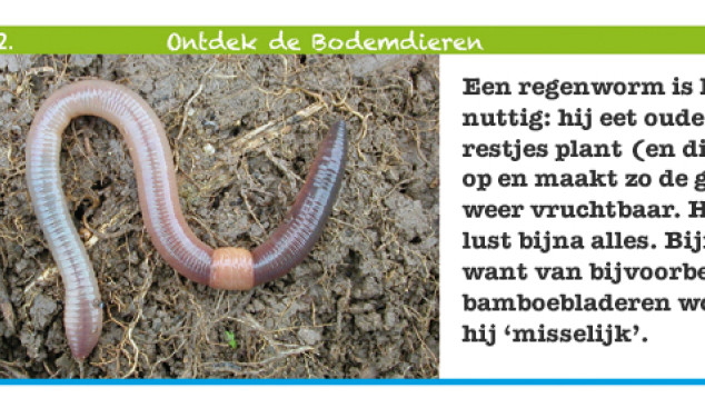 Een regenworm is heel nuttig: hij eet oude restjes plant (en dier) op en maakt zo de grond weer vruchtbaar. Hij lust bijna alles. Bijna... want van bijvoorbeeld bamboebladeren wordt hij 'misselijk'.