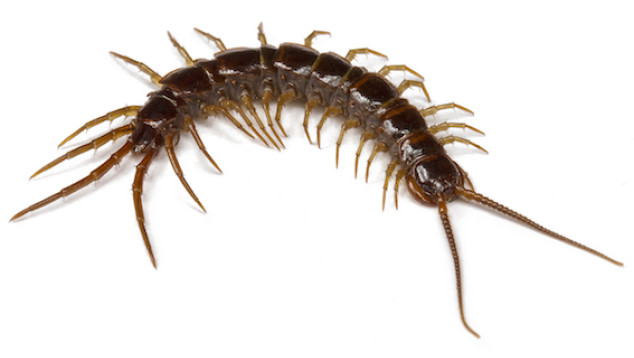 Duizendpoot