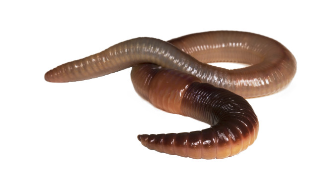 Regenworm