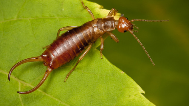 Oorworm