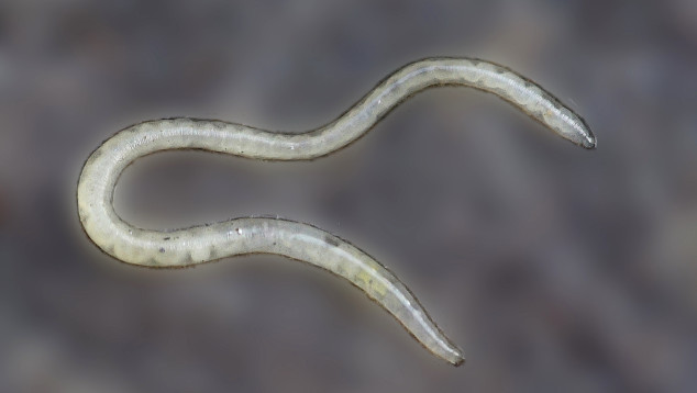 potworm