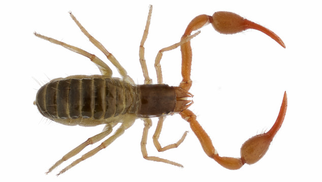 Pseudoschorpioen