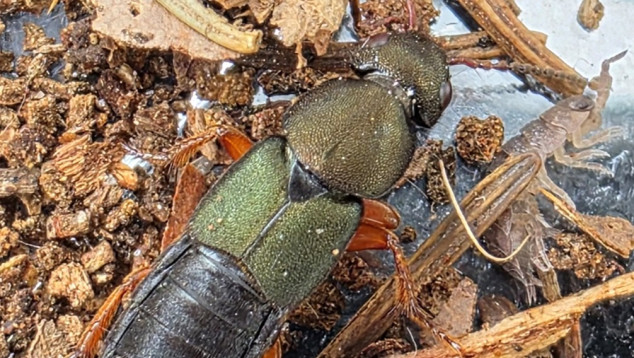 Kortschildkever Platydracus fulvipes