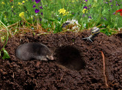 Een bloemenweide met ondergronds een aantal bodemdieren zoals mol, regenworm, kever.