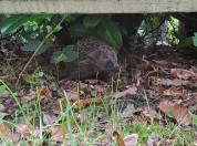 Egel in tuin