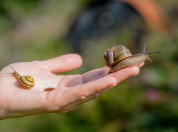 Hand met twee huisjesslakken erop