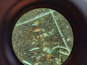 Bodemdierenmonster onder de microscoop