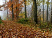 Herfst in het bos