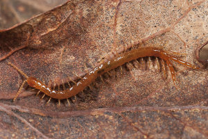 Afbeelding van een bladkruiper