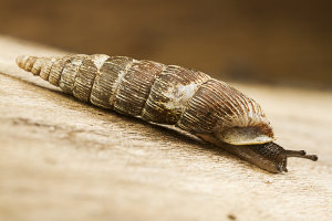 Afbeelding van een clausilia