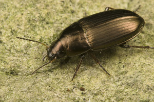 Afbeelding van een glansloopkever