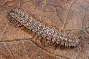 Afbeelding van een platrugmiljoenpoot