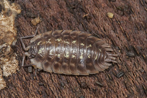 Afbeelding van een kelderpissebed