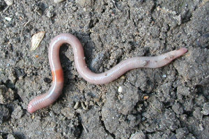 Afbeelding van een grondeter