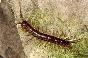 Afbeelding van een steenloper