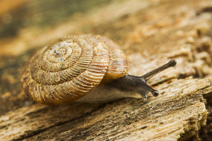 Afbeelding van een boerenknoopje