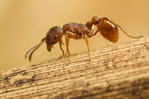Afbeelding van een knoopmier