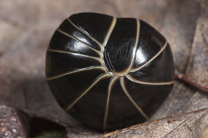 Afbeelding van een oprolmiljoenpoot